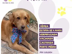 Cachorro raça SRD-ViraLata idade 4 anos nome Vitória