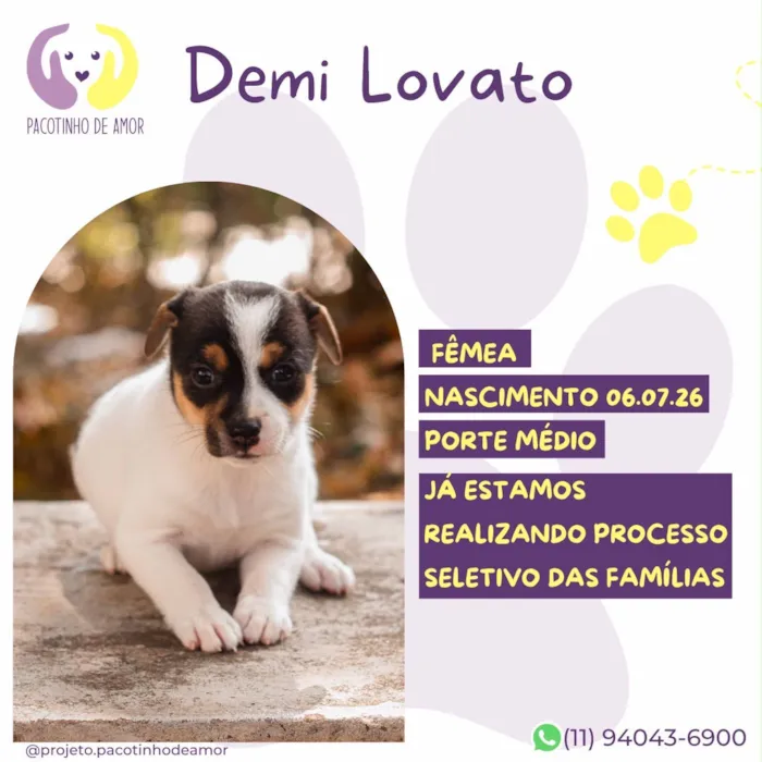 Cachorro raça SRD-ViraLata idade Abaixo de 2 meses nome Demi Lovato