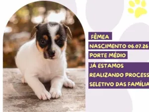 Cachorro raça SRD-ViraLata idade Abaixo de 2 meses nome Demi Lovato