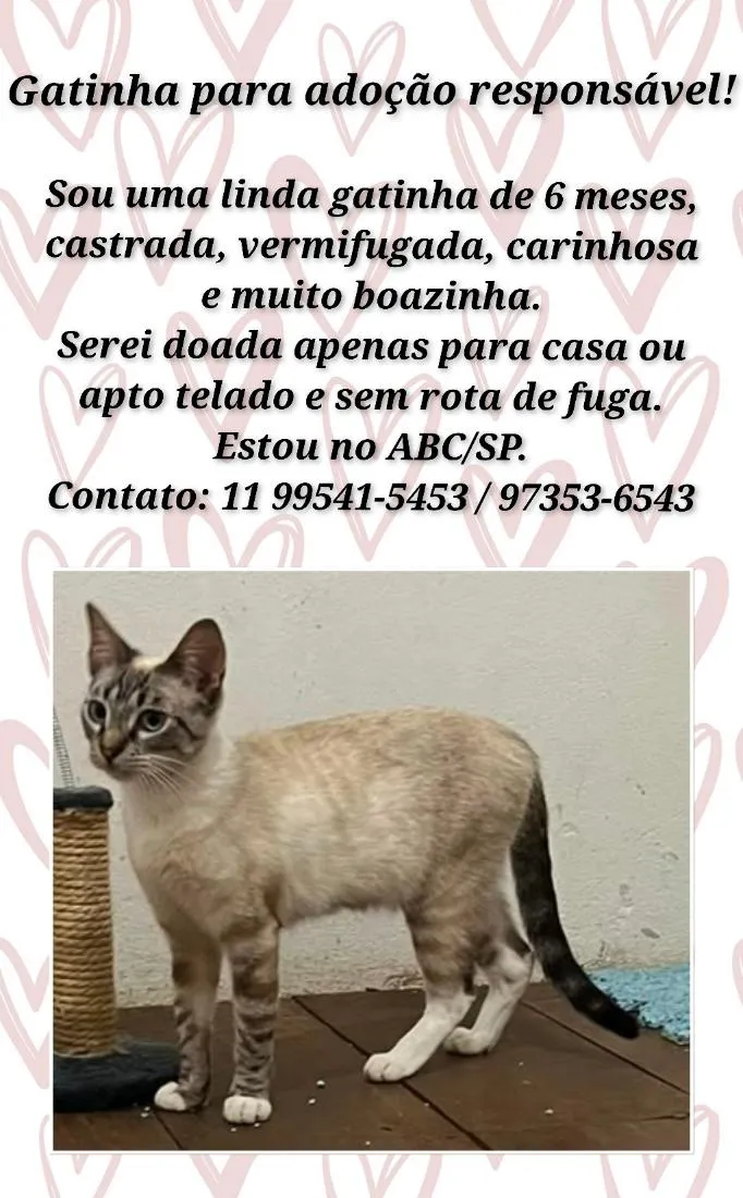 Gato raça SRD-ViraLata idade 2 a 6 meses nome Princesa