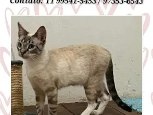 Gato raça SRD-ViraLata idade 2 a 6 meses nome Princesa