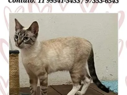 Gato raça SRD-ViraLata idade 2 a 6 meses nome Princesa