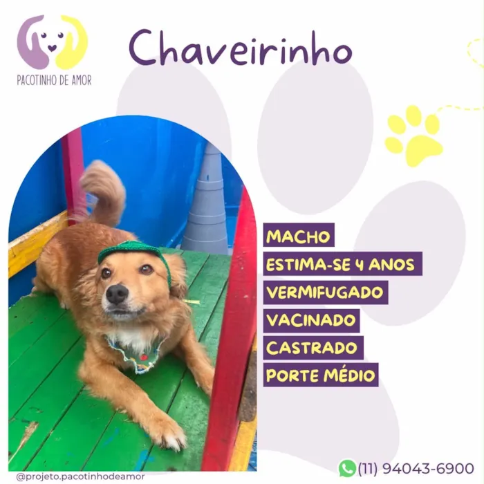 Cachorro raça SRD-ViraLata idade 4 anos nome Chaveirinho