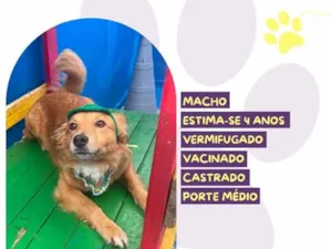 Cachorro raça SRD-ViraLata idade 4 anos nome Chaveirinho