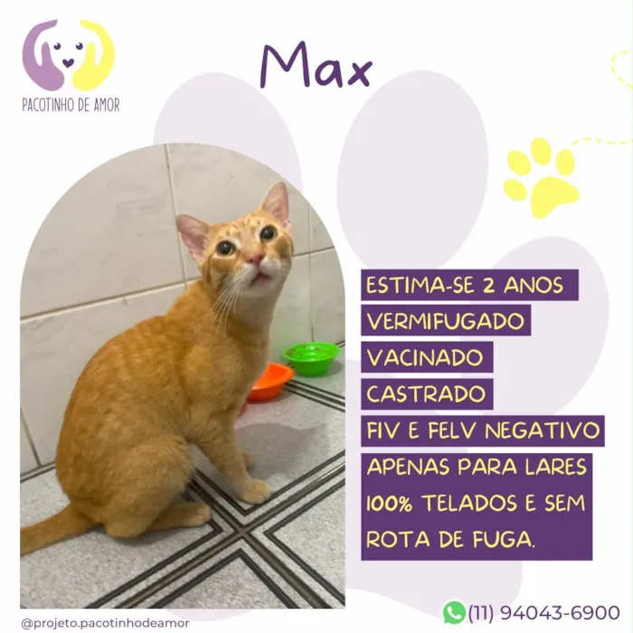 Gato raça SRD-ViraLata idade 2 anos nome Max