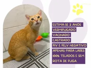 Gato raça SRD-ViraLata idade 2 anos nome Max