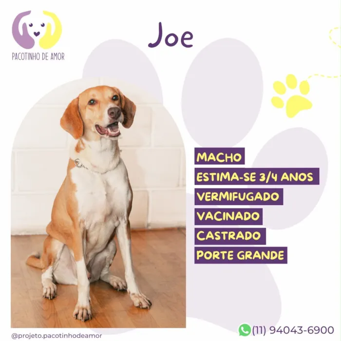 Cachorro raça SRD-ViraLata idade 3 anos nome Joe