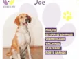 Joe