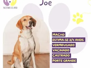 Cachorro raça SRD-ViraLata idade 3 anos nome Joe
