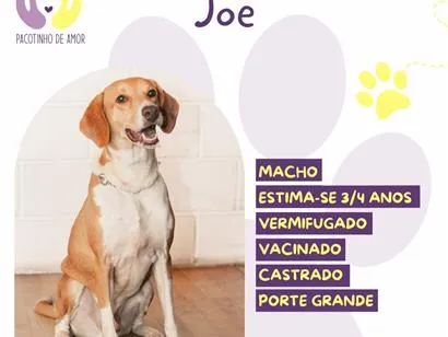 Cachorro raça SRD-ViraLata idade 3 anos nome Joe