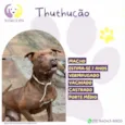 Thuthucão