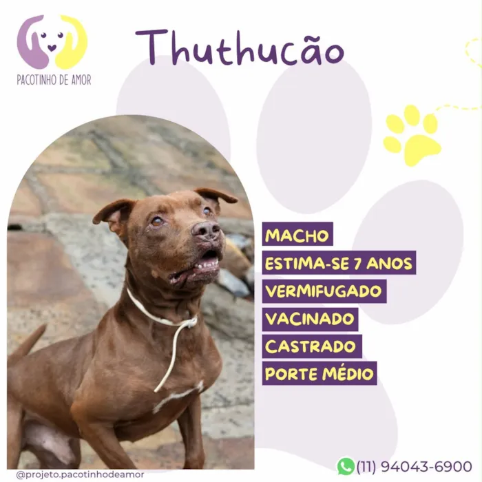 Cachorro raça SRD-ViraLata idade 6 ou mais anos nome Thuthucão