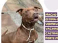 Thuthucão