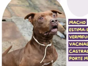 Cachorro raça SRD-ViraLata idade 6 ou mais anos nome Thuthucão