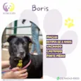 Boris