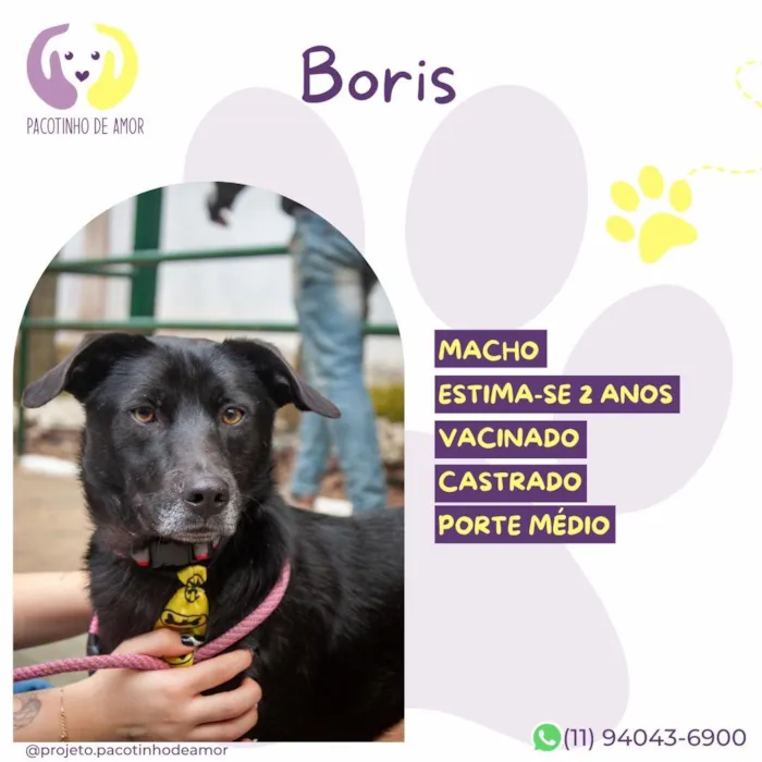 Cachorro raça SRD-ViraLata idade 2 anos nome Boris