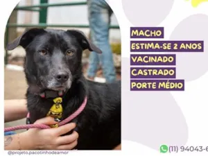 Cachorro raça SRD-ViraLata idade 2 anos nome Boris