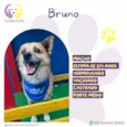 Bruno