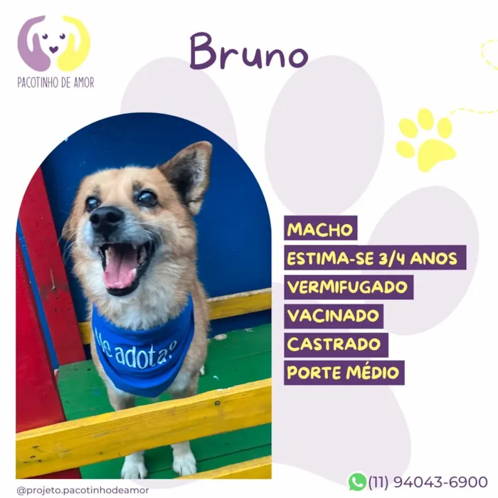 Cachorro raça SRD-ViraLata idade 3 anos nome Bruno