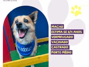 Cachorro raça SRD-ViraLata idade 3 anos nome Bruno