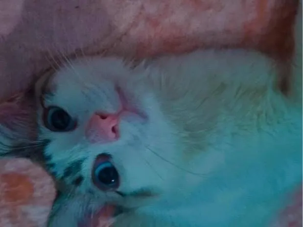 Gato raça SRD-ViraLata idade 7 a 11 meses nome Duque