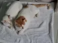 Dois irmãos