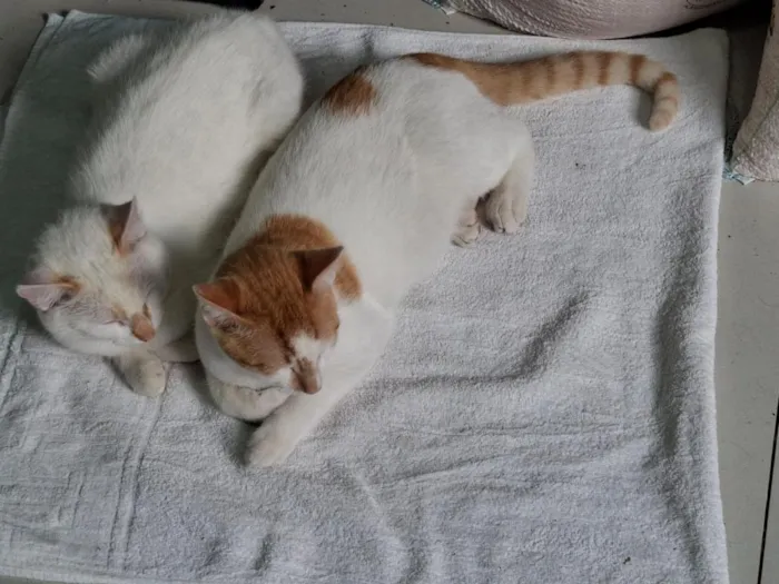 Gato raça SRD-ViraLata idade 2 a 6 meses nome Dois irmãos
