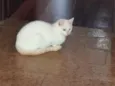 Dois irmãos