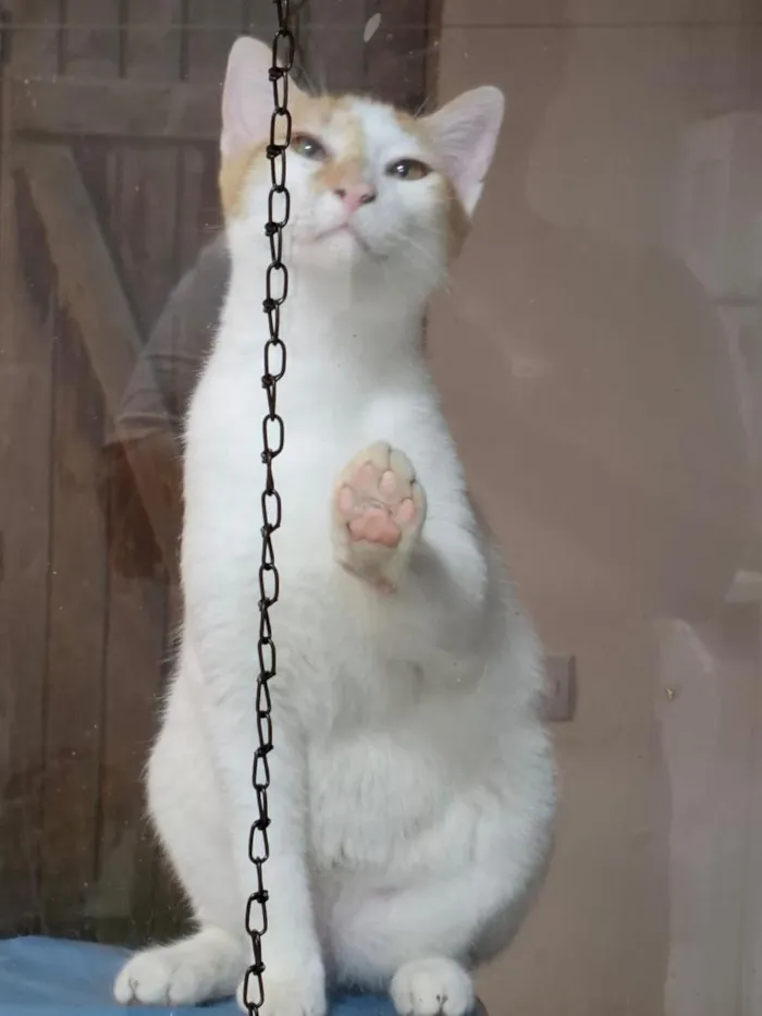Gato raça SRD-ViraLata idade 2 a 6 meses nome Dois irmãos