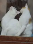 Dois irmãos