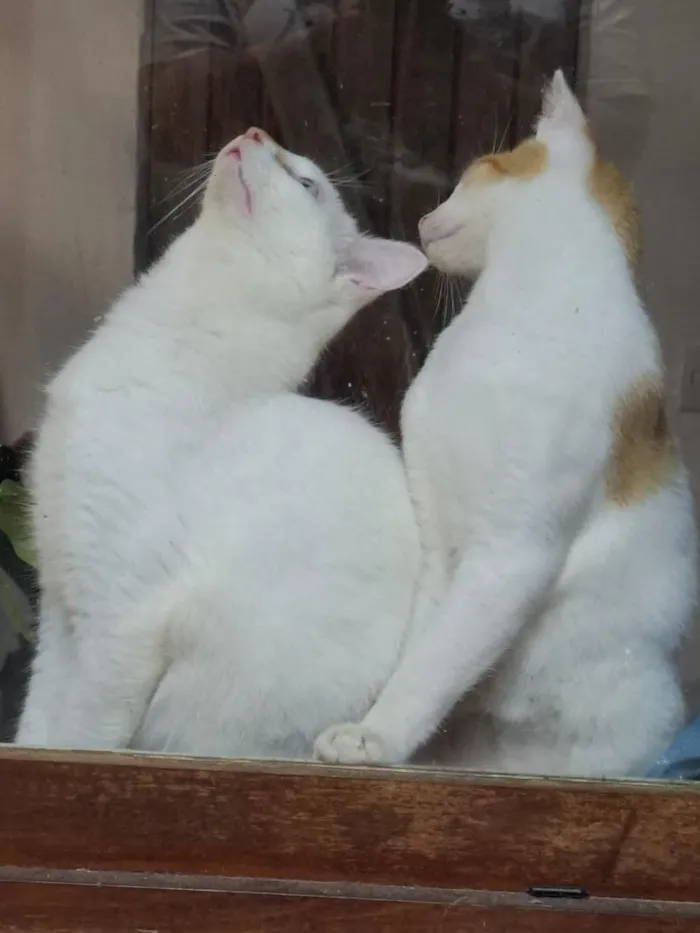 Gato raça SRD-ViraLata idade 2 a 6 meses nome Dois irmãos