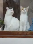 Dois irmãos
