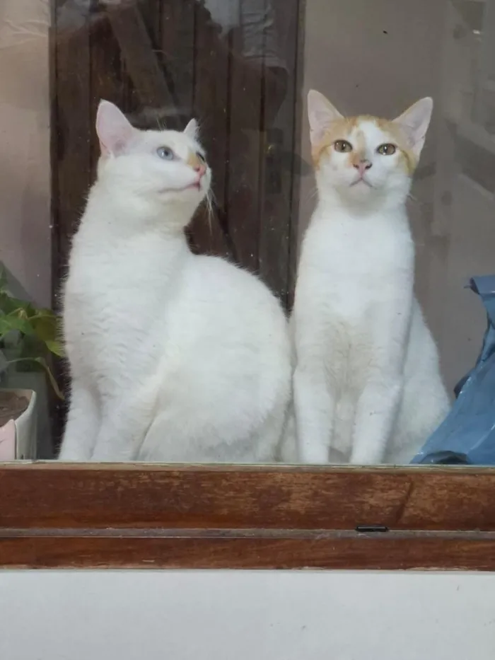 Gato raça SRD-ViraLata idade 2 a 6 meses nome Dois irmãos