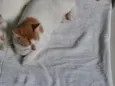 Dois irmãos