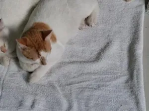 Gato raça SRD-ViraLata idade 2 a 6 meses nome Dois irmãos