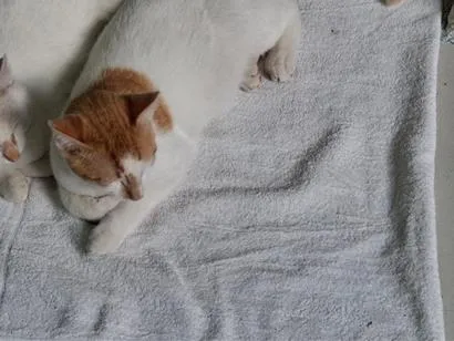 Gato raça SRD-ViraLata idade 2 a 6 meses nome Dois irmãos