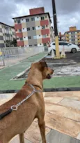 Nala