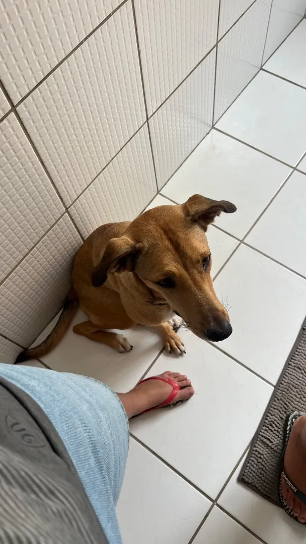 Cachorro raça SRD-ViraLata idade 1 ano nome Nala