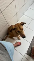 Nala