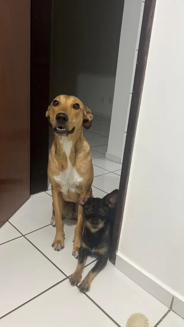 Cachorro raça SRD-ViraLata idade 1 ano nome Nala