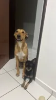 Nala
