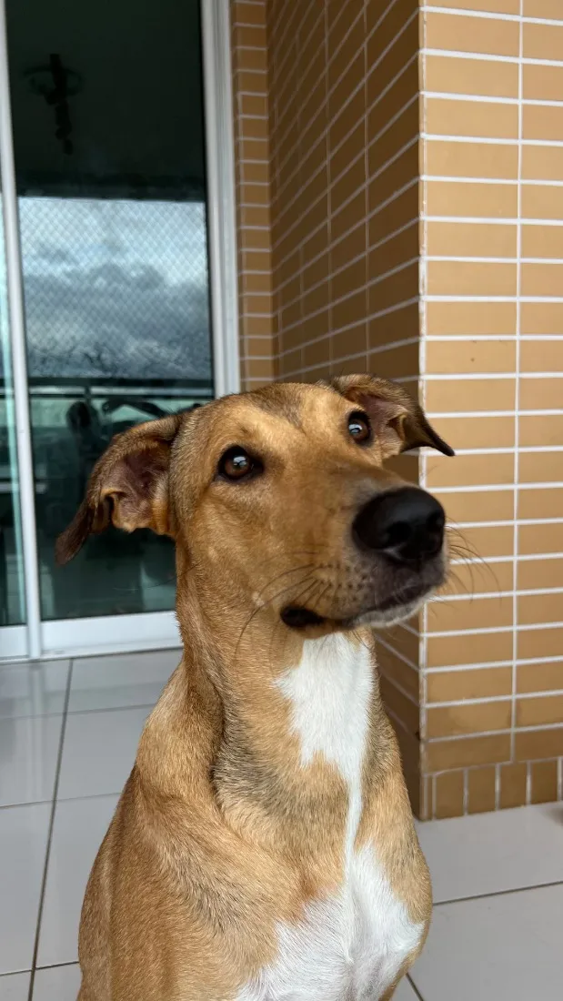 Cachorro raça SRD-ViraLata idade 1 ano nome Nala