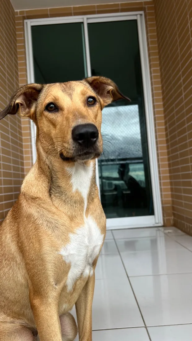 Cachorro raça SRD-ViraLata idade 1 ano nome Nala