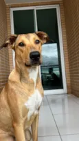 Nala