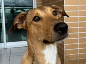 Cachorro raça SRD-ViraLata idade 1 ano nome Nala