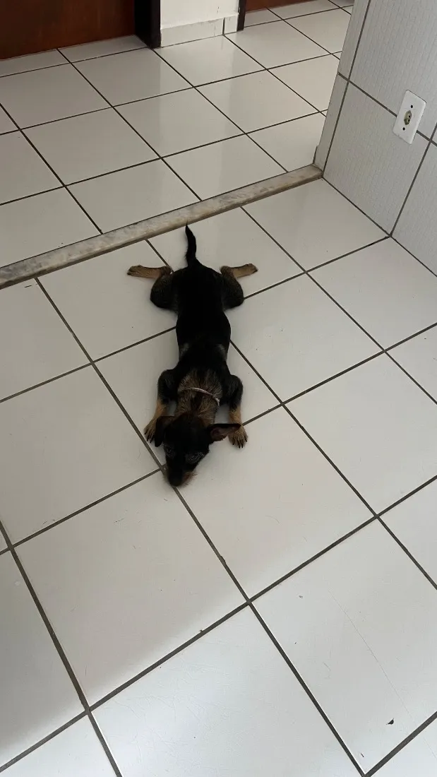 Cachorro raça SRD-ViraLata idade 1 ano nome Dory