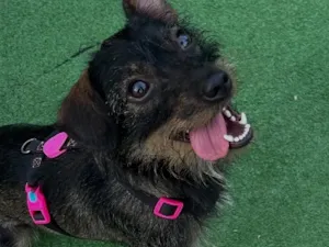 Cachorro raça SRD-ViraLata idade 1 ano nome Dory