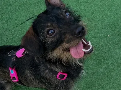 Cachorro raça SRD-ViraLata idade 1 ano nome Dory