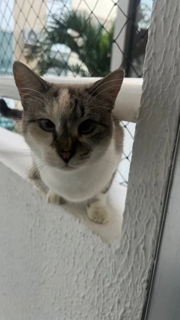 Gato raça SRD-ViraLata idade 2 anos nome Margot