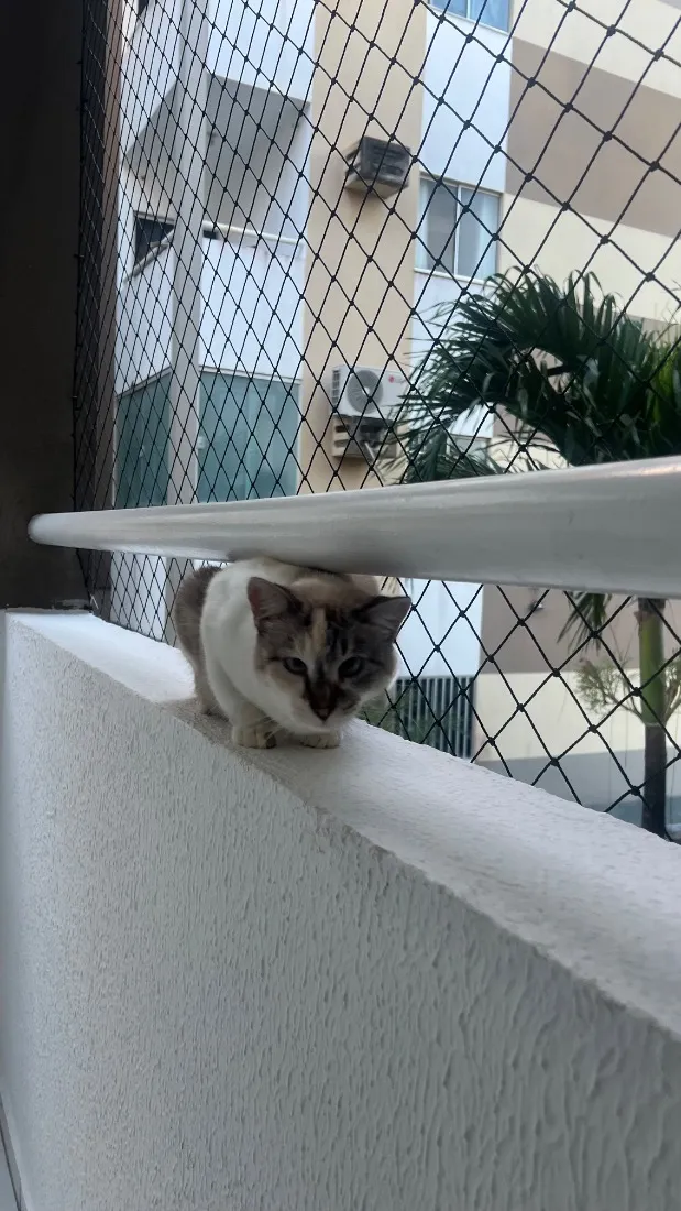 Gato raça SRD-ViraLata idade 2 anos nome Margot